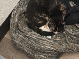 rehoming Callie – Terre Haute
