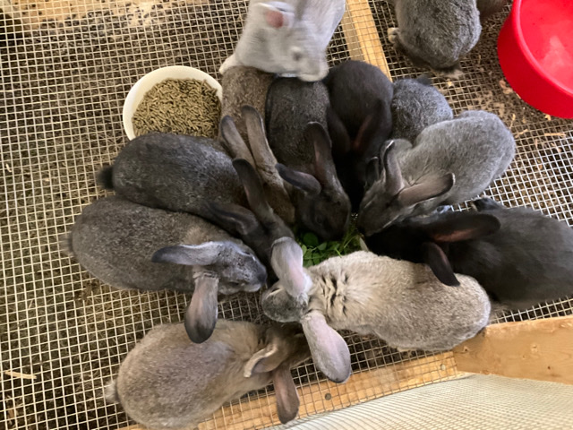 Flemish Giants Rabbits 