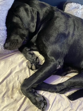 Labrador Retriever – Max – Austin