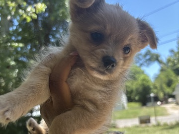Yorkie Poo – Adorable Yorkie Poo Puppy for Sale – 7 Weeks Old – Augusta