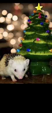 Any – Hedgehog