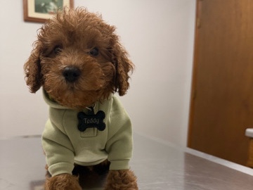 Poodle – Mini Poodle for sale – Crossett