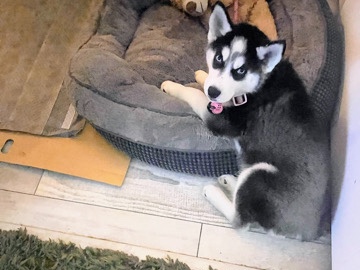 Siberian Husky – puppy for SALE