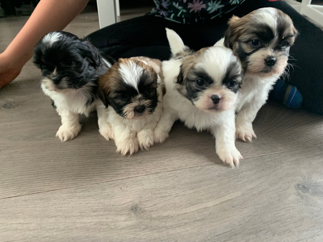Shih Tzu – shih tzu