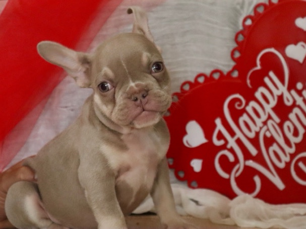 French Bulldog – Premium Frenchie – Lancaster