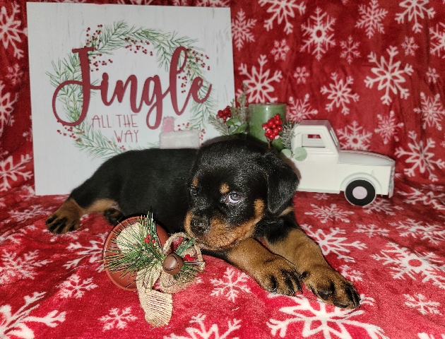 Rottweiler – AKC Rottweilers Available