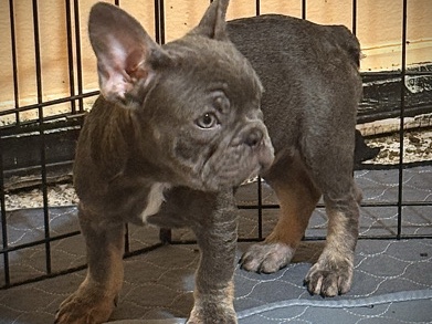 French Bulldog – Billy AKC – Palm Bay
