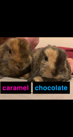 3 rabbits - 2 under 1 and 1 between 1-2