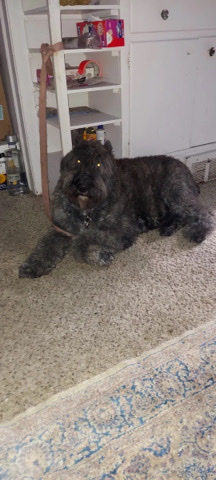 Bouvier des Flandres – Dogs and Puppies, Bouvier des Flandres
