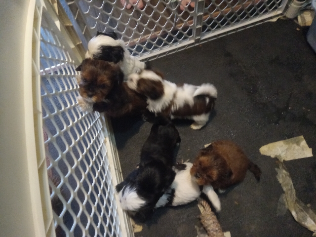 Shih Tzu – Yorkie/ Shitzue mix – Fort Worth