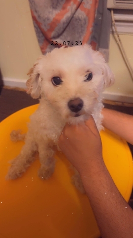 Shih Tzu – rehoming