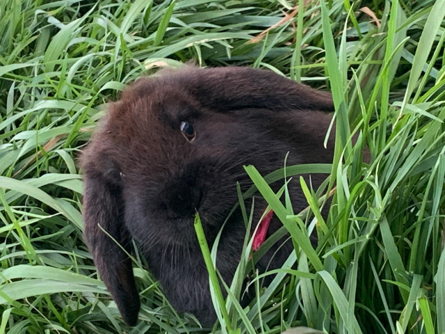 Lilith (young lop eared rabbit