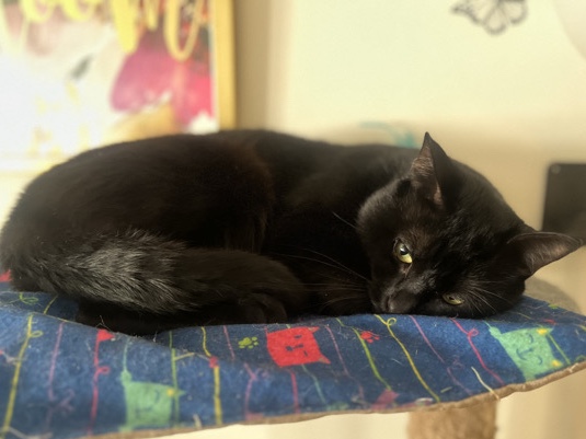 American Shorthair – I Need A Home! – Newport News