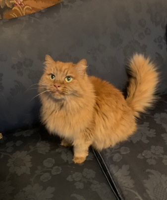 Ginger