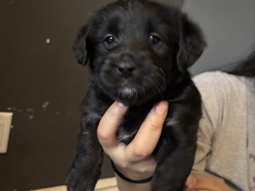 Cockapoo – puppy – New York