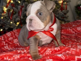 Bulldog – Micro English Bulldog