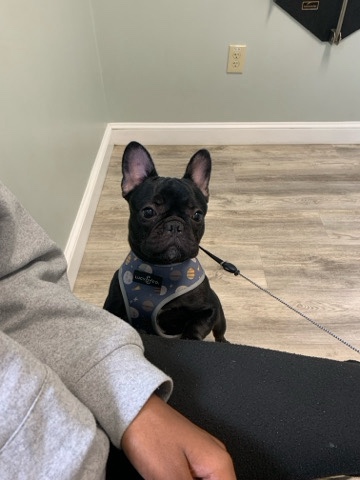 female full blooded frenchie dm to negotiat price