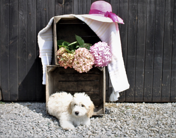 Daisy Mini Bernedoodle $650