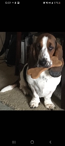 basset hound 5yrs female breedable pure Breed 