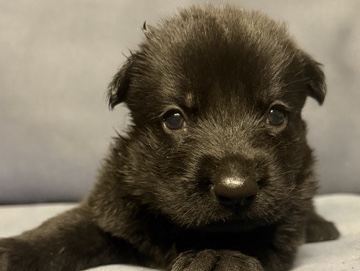 German Shepherd – German shepherd – Covina