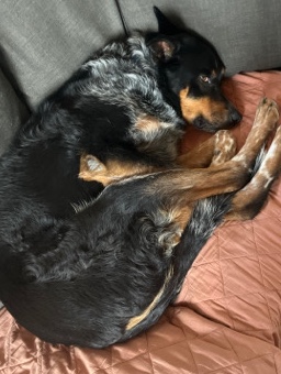 Australian Cattle Dog – Good farm needed