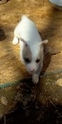 American Staffordshire Terrier – white tri-color male and female
