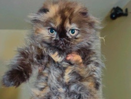 Purebred Scottish Fold Cat – Excelle Health & Tra