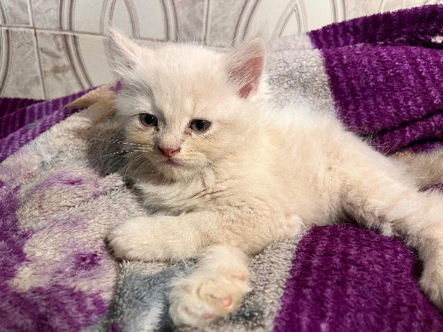 Persian (Modern) - 🐾 Purebred Persian Kitten for Sale 🐾 available for adoption in Mumbai