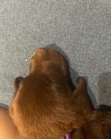 Labrador Retriever – coco