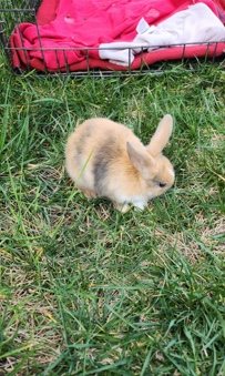 American – bunny