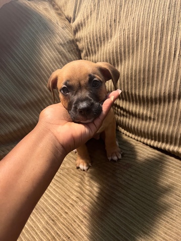 American Staffordshire Terrier – Puppies