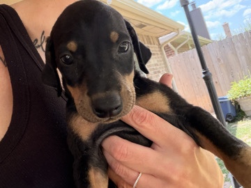 Doberman Pinscher – 6 week old Doberman puppies – Oklahoma City