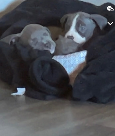 6 week old All American Pitbull
