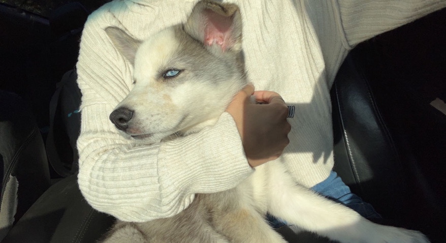 Siberian Husky – Yami 🐶