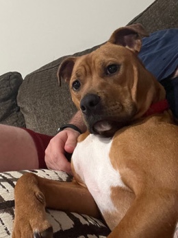 Boxer – Boxer Bully Mix (Maibell)