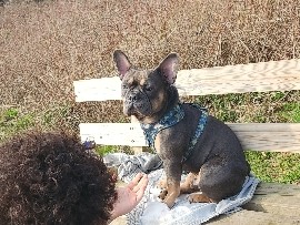 French Bulldog - French bulldog  available for adoption in Croydon
