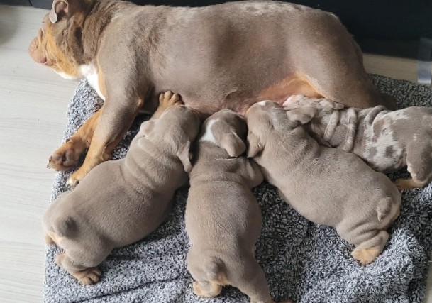 Bulldog – beautiful English bulldog puppies