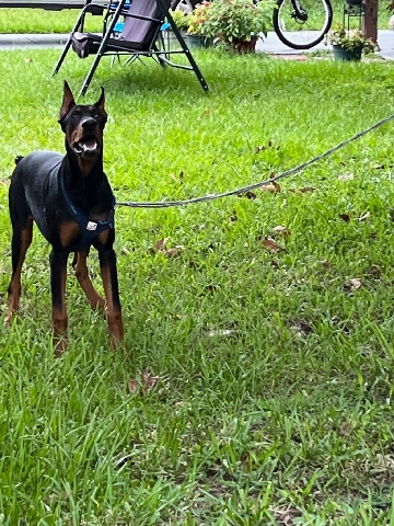 Doberman Pinscher – Doberman Pinscher