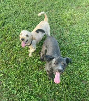 Havanese – Havanese and Havapoo (Poovanese)