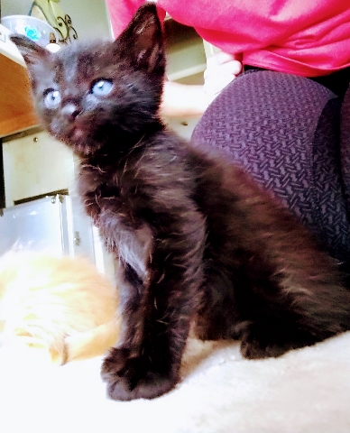 Maine Coon – Forever home