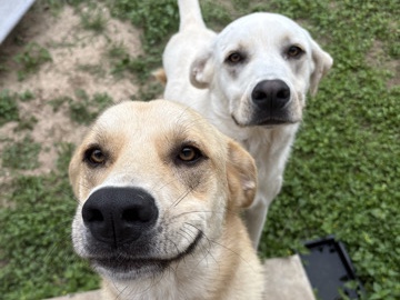 Mixed Breed – looking for furever home – Floresville