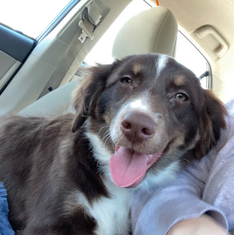 Australian Shepherd – puppy for sell