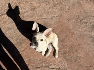 French Bulldog – Looking to Rehome – Fontana