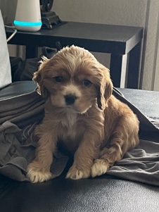 English Cocker Spaniel – Puppy Cocker Spaniel