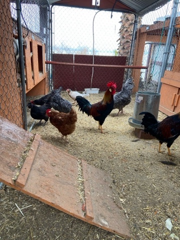 Any – chickens