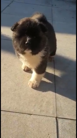 Akita – Japanese Akita puppy For Sale