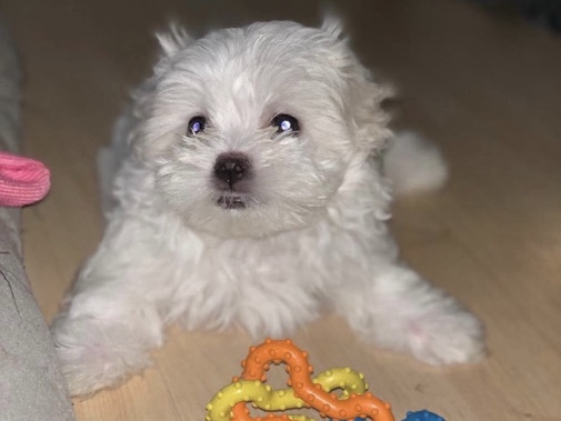 Maltese – sweet Maltase puppies – Milwaukee