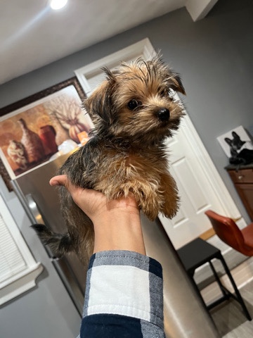 Yorkshire Terrier – I’m selling her