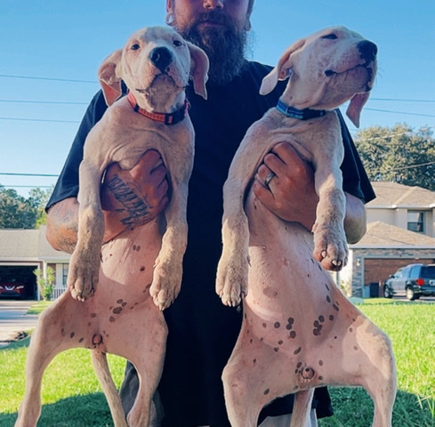 Dogo Argentino – Dogo Argentino puppies