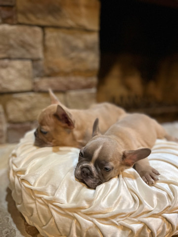 French Bulldog – Frenchie